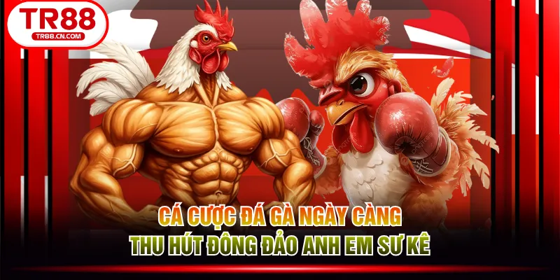 Cá cược đá gà ngày càng thu hút đông đảo anh em sư kê