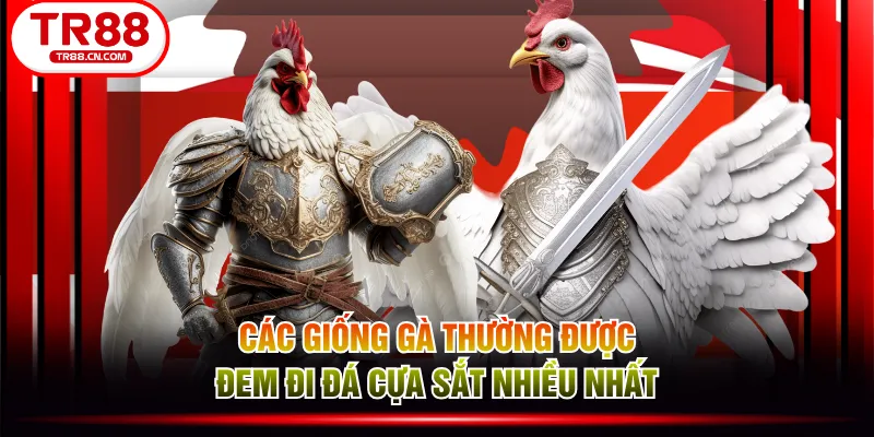 Các giống gà thường được đem đi đá cựa sắt nhiều nhất