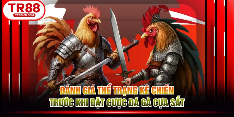 Đánh giá thể trạng kê chiến trước khi đặt cược đá gà cựa sắt