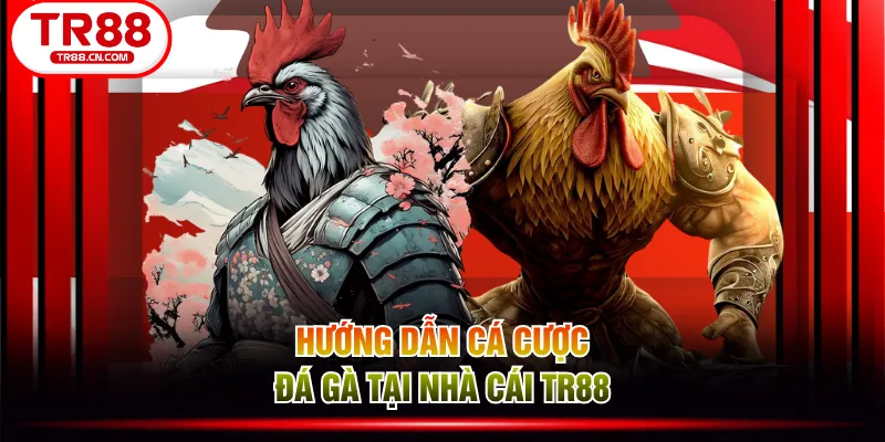 Hướng dẫn cá cược đá gà tại nhà cái TR88