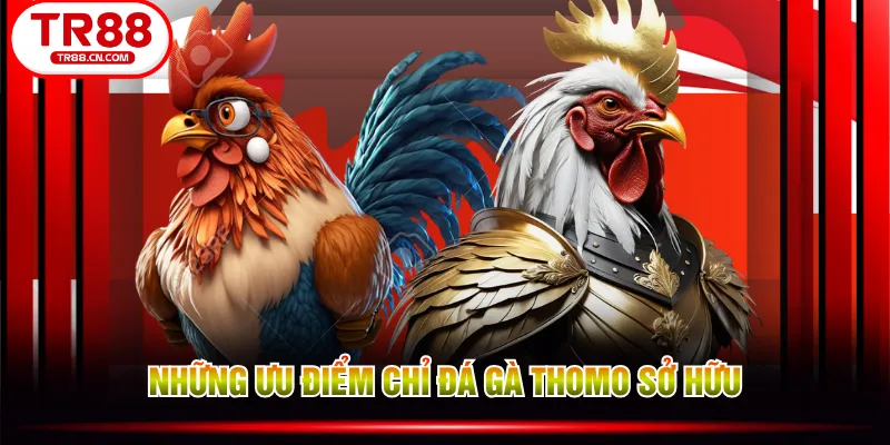 Những ưu điểm chỉ đá gà Thomo sở hữu Những ưu điểm chỉ đá gà Thomo sở hữu